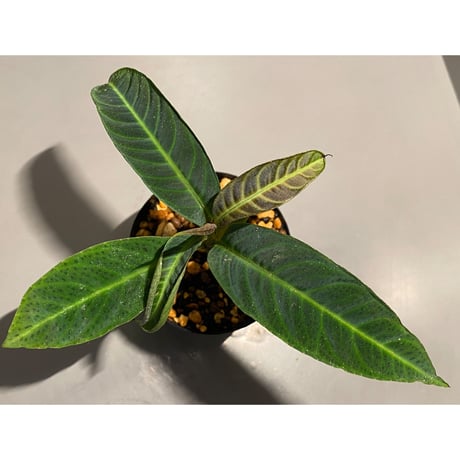 Labisia sp. "Padang sidempuan" Sumatera utara [TB]