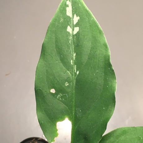 Aglaonema pictum from Sumatera A2 [TK070918] タグ付き