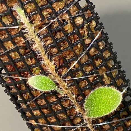 Pyrrosia nummularifolia from Santa Fe Luzon Philippines [KSB]