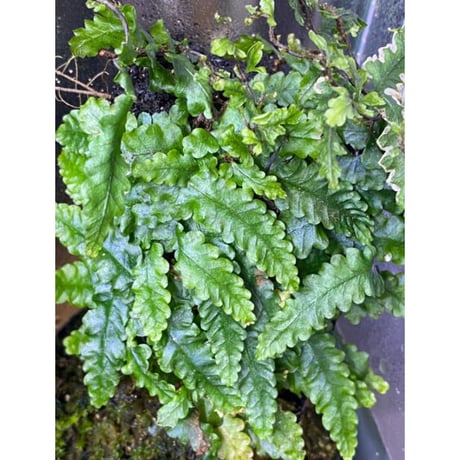 Teratophyllum "Birdwing-fern" from Bentong [AZ0117-3]