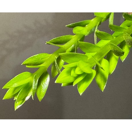 (2芽) Phlegmariurus phlegmarioides Aimas, Sorong, West Papua 伊藤蟻植物農園