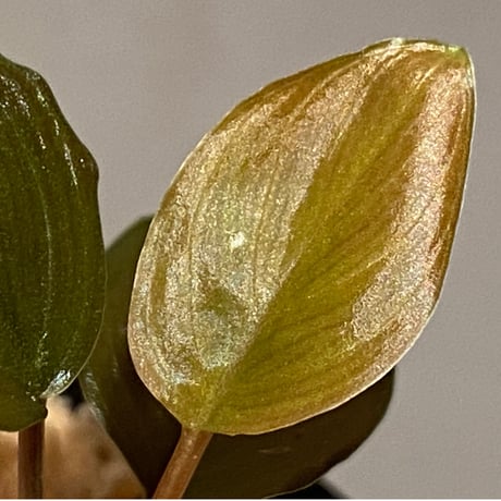 Homalomena sp. from Air Terjun Resun Pulau Lingga[AZ0811-1]
