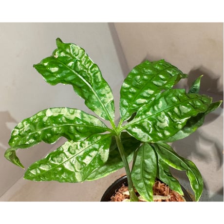 Anthurium polyschistum from Napo Ecuador [tanakay]