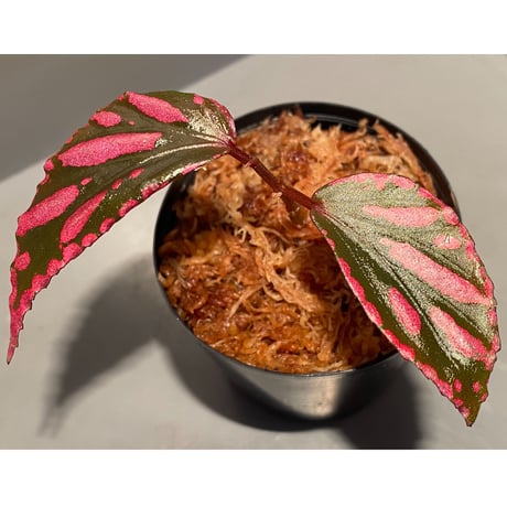 Begonia sp. ぼっち株 from Julau [R1214-01b]