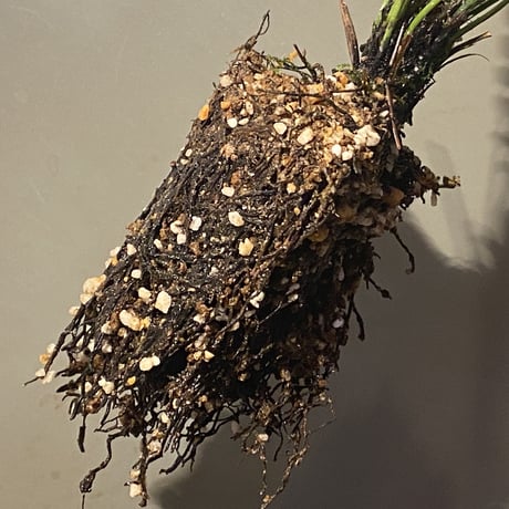 (大株) Blechnum obtusatum var. obtusatum from New Caledonia (固有種)