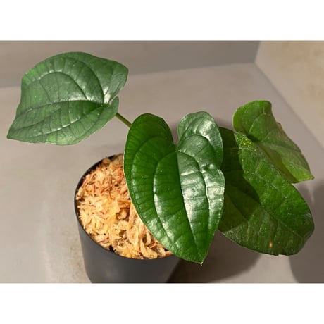 Callopsis volkensii "White Angel"