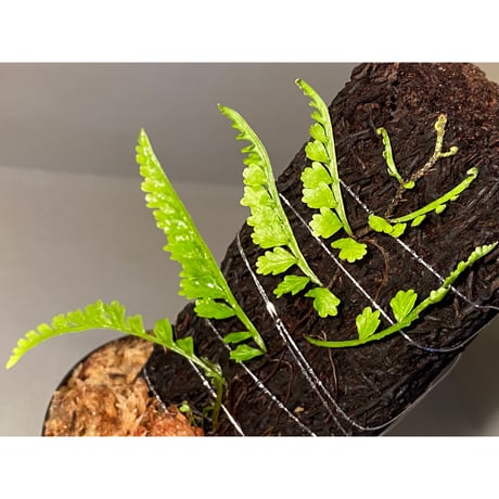 Teratophyllum aculeatum from Nanga pinoh [TB]