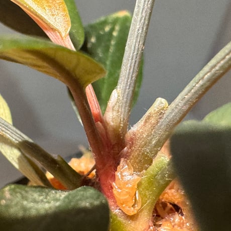 Homalomena sp. "濡烏" from Riau sumatera [LA0518-02]