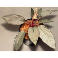 Homalomena sp. "Pink Velvet Long Leaf" from Kepulauan Riau