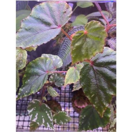Begonia sp. from North Toraja [S0919-02] STRINGE PLANTS