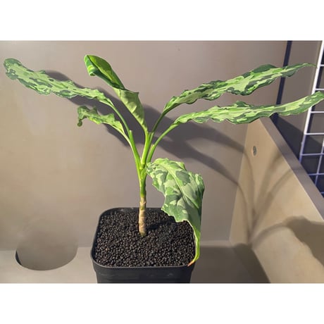 Aglaonema pictum from Sipirok North Sumatera