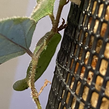 (大株) Piper sp. from India