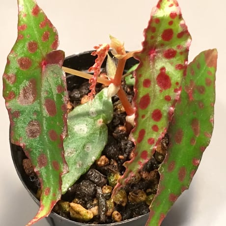Begonia amphioxus from Borneo