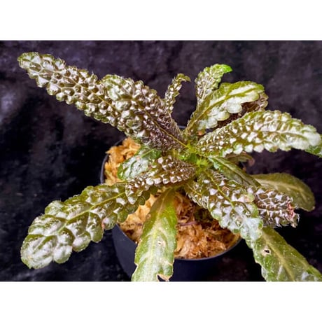 Nautilocalyx pemphidius