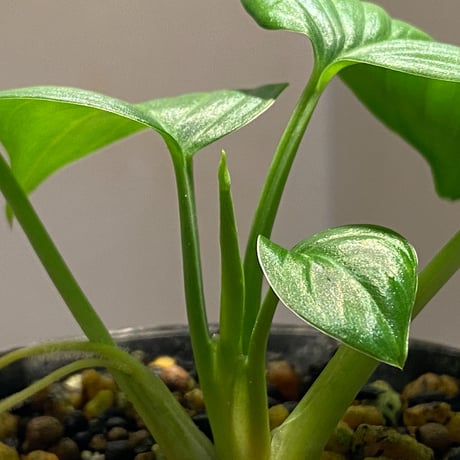 Homalomena sp. "Aceh selatan" from Aceh sumatera [TB]