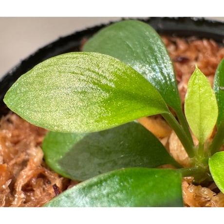 Homalomena sp. "Aceh selatan" Aceh Sumatra [TB]