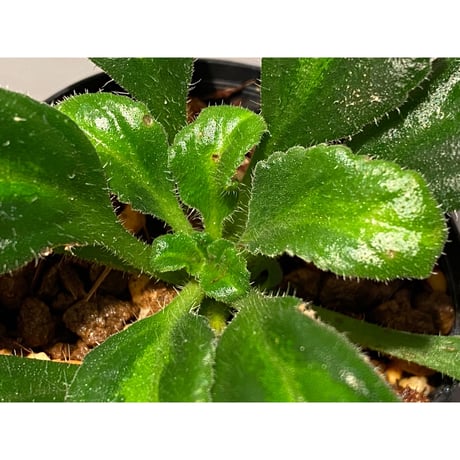 Primulina sclerophylla
