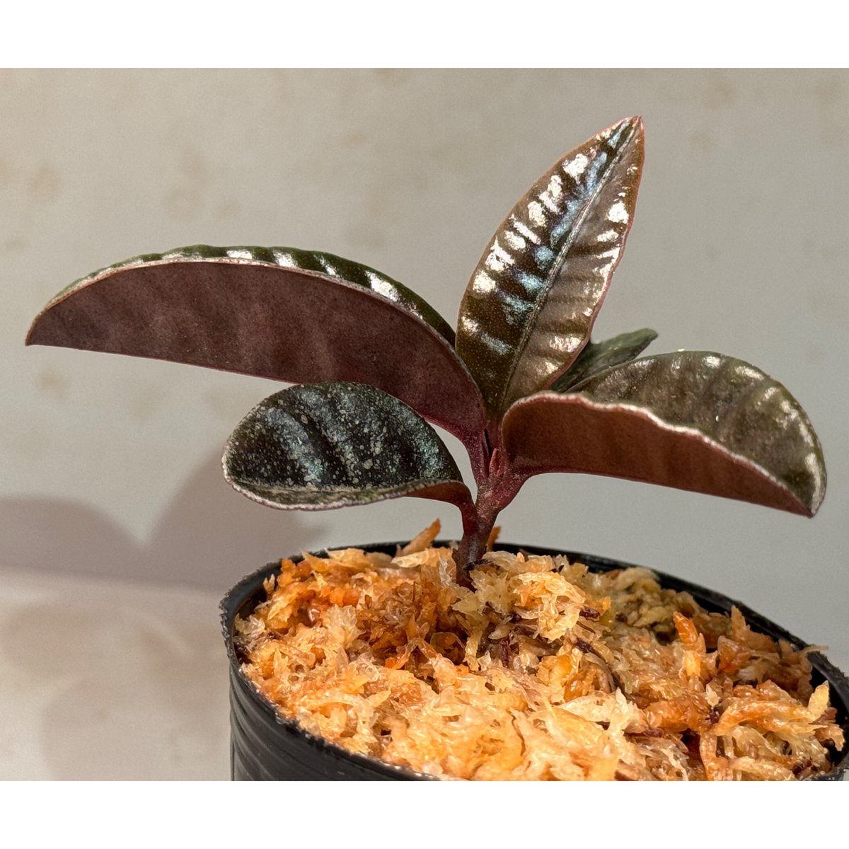 Bidayuha Crassispatha Kalimantan Barat子株 Bidayuha Crassispatha Kalimantan Barat子株 - メルカリ