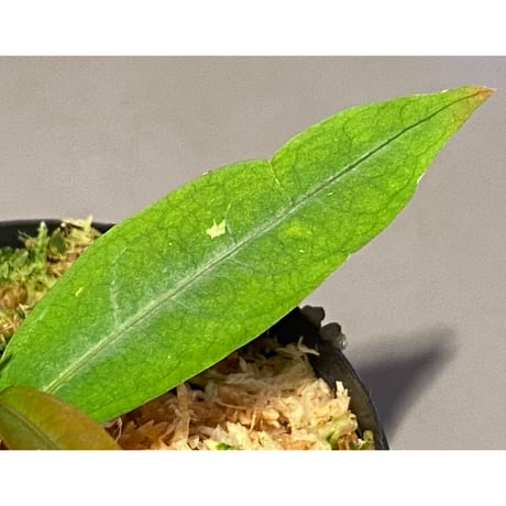Labisia sp. from "Lebong" Bengkulu [TB]