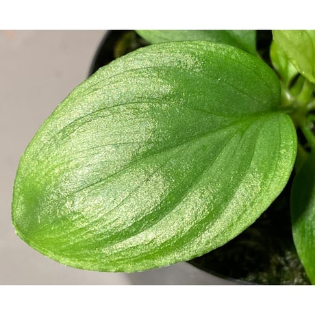 Homalomena sp. "Kayu Lapis" White Kal-barat [TB]