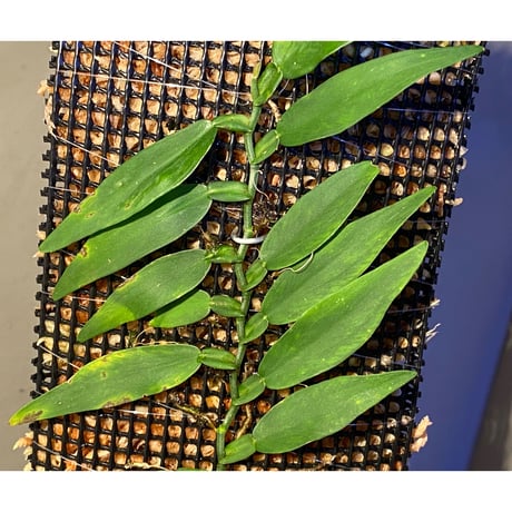 Epipremnum sp. from Khlong Yai Trat Thailand ③