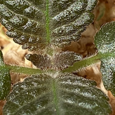 Nautilocalyx sp. 伊藤蟻植物農園