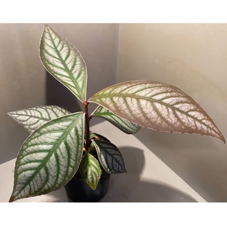 Ardisia sp. from Aceh sumatera [LA]