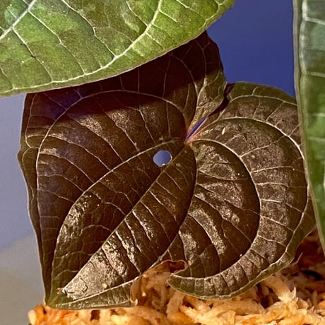 Dioscorea dodecaneura (discolor) from Ecuador