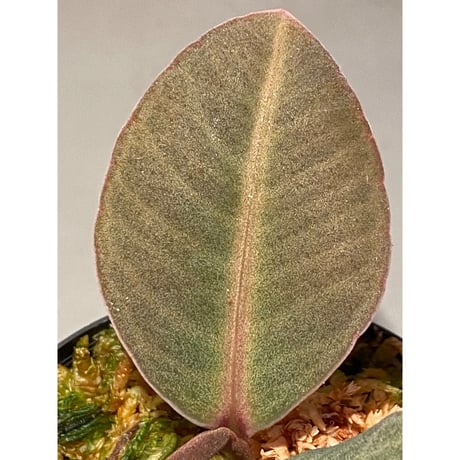 Ardisia sp. from Saripoi [LA0515-02]
