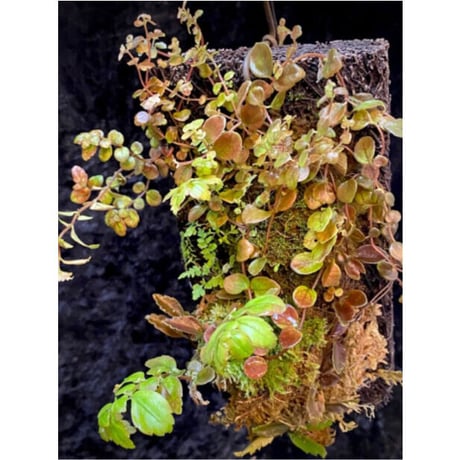 Pilea imparifolia from Iquitos Peru [tanakay]