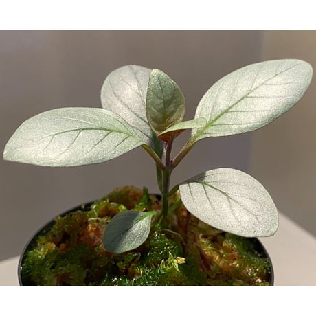 Acanthaceae gen. from Laos [LA]