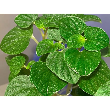 Peperomia sp. from Iquitos Peru [tanakay]