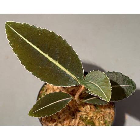 Labisia sp. "Sumatera Pink"