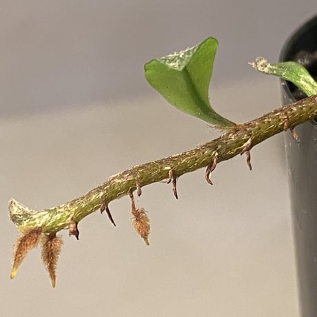 Microgramma nitida 伊藤蟻植物農園