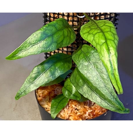 Microsorum sp. "Timika" Papua [TB]