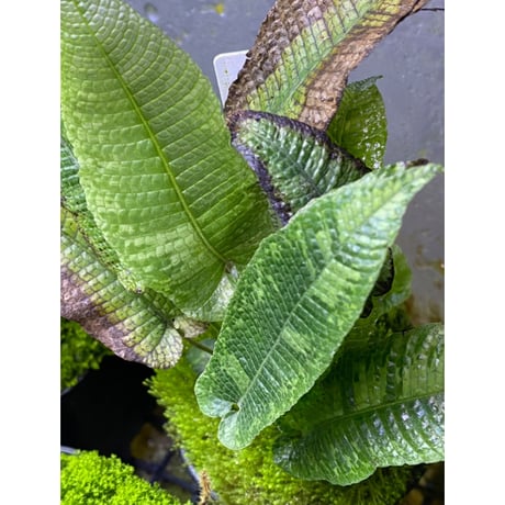 Thelypteris sp. from Sunset Peak [YH0916-f2]