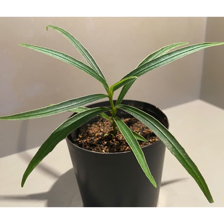 Ardisia sp. from Kapuas Hulu Kalimantan barat