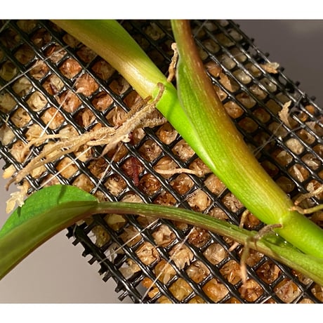 Philodendron sp. from Iquitos Peru [tanakay]