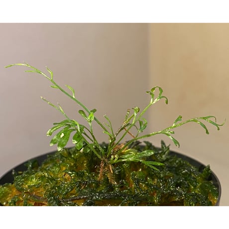 Lindsaea sp. from Pulau Halmahera [LA0314-05]
