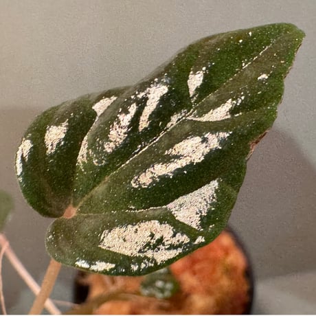 Peperomia sp. from Iquitos Peru Feb 2023 [tanakay]