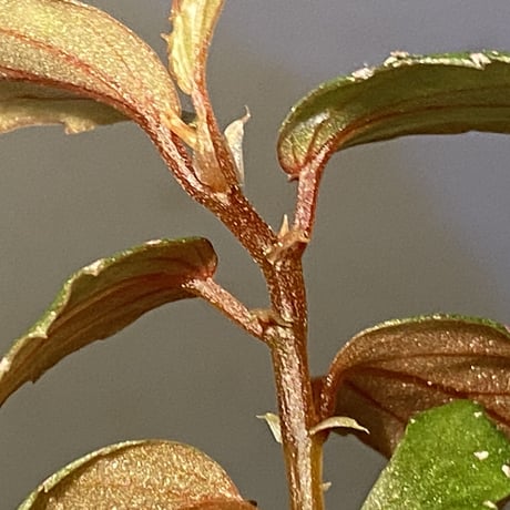 Begonia sp. "Nanga pinoh" Melawi Kal barat [TB]