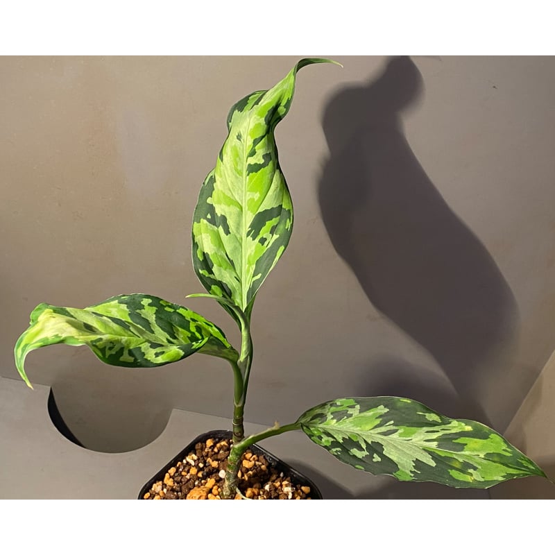 Aglaonema pictum 