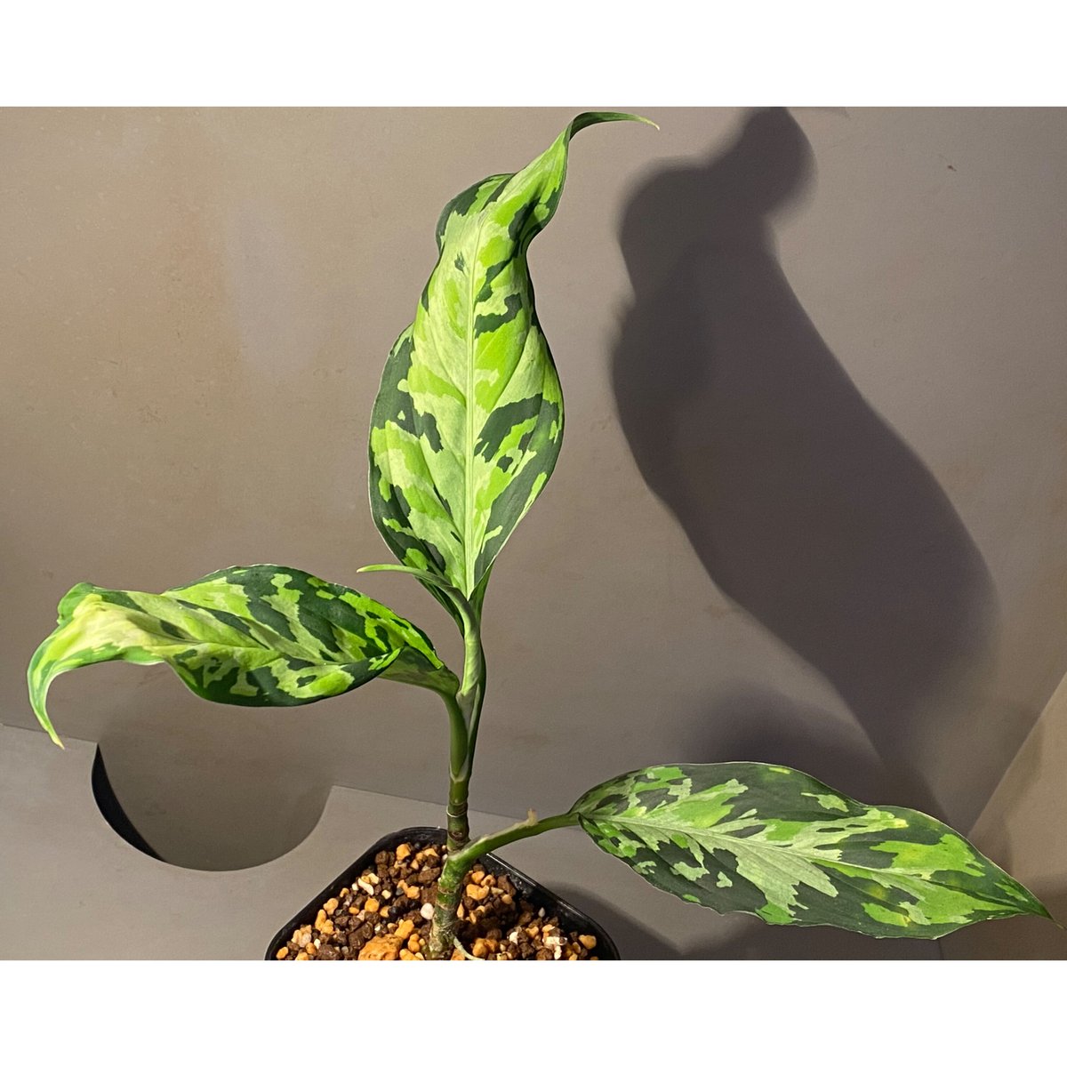 2015wwr type瑠香 Aglaonema pictumアグラオネマピクタム - フラワー