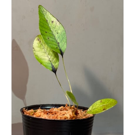 Selliguea cf. triloba from Aceh sumatera