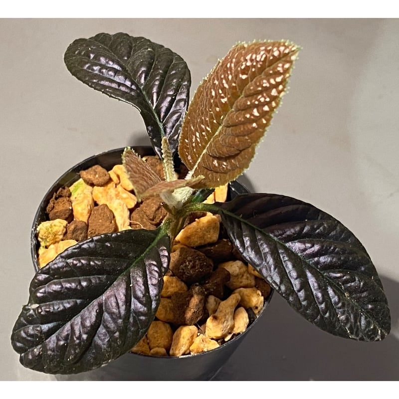 Ardisia sp. from South Thailand | M・R・G・R
