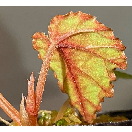 Begonia handelii var. prostrata from Viet Nam