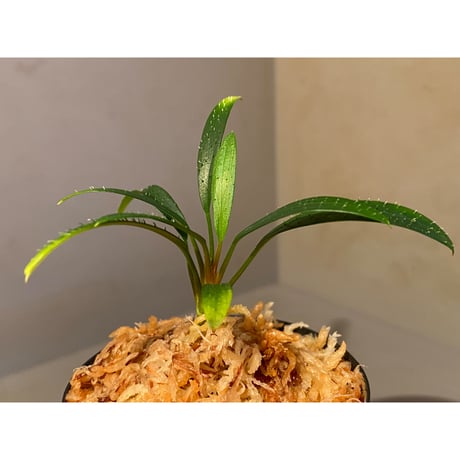 Homalomena cf. hasei from Aceh sumatera [LA0121-02z]