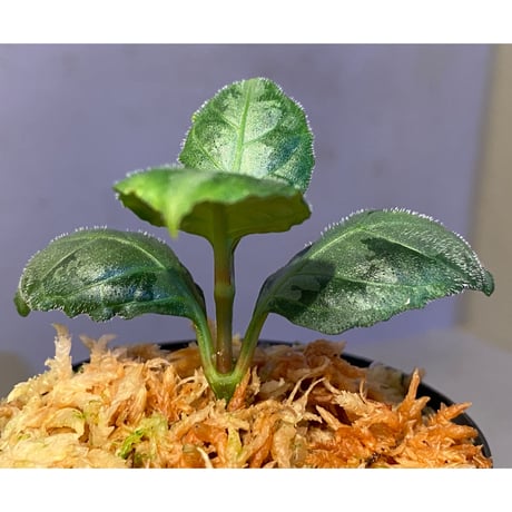 Gymnostachyum sp. from Aceh sumatera [LA1116-02]