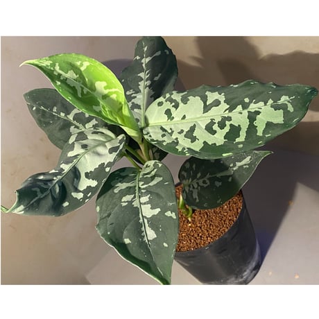 Aglaonema pictum "しるば〜らいん" from Aceh sumatera [LA1218-01b]