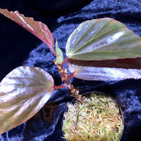 Begonia sp. from Sabah